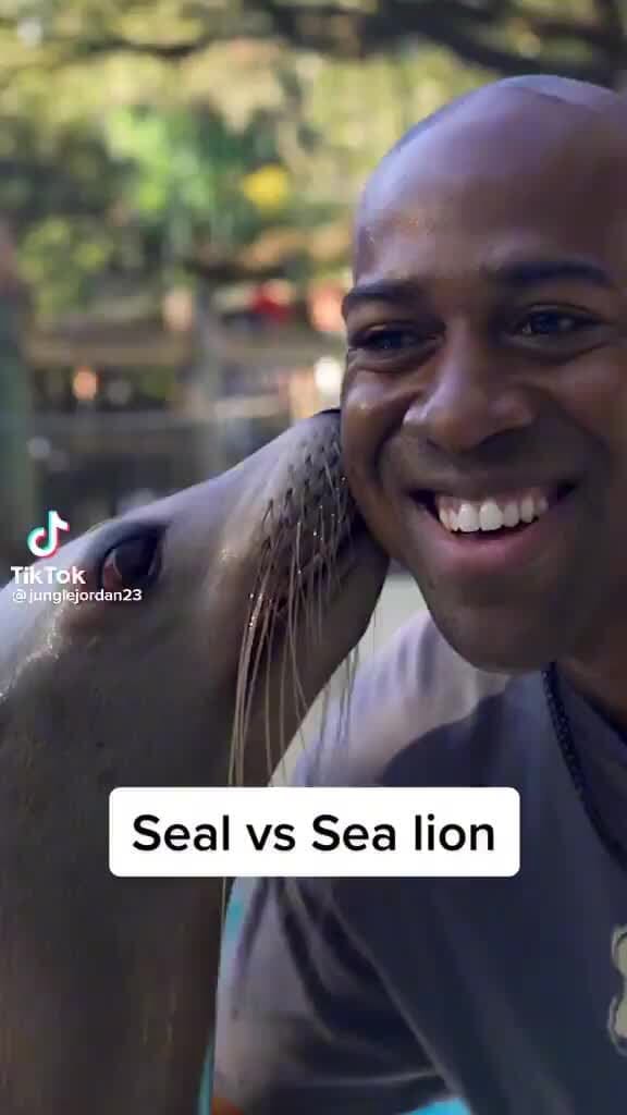 Cf Tik TOK Seal vs Sea lion iFunny