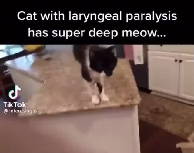 Cat with laryngeal paralysis has super deep meow... iFunny