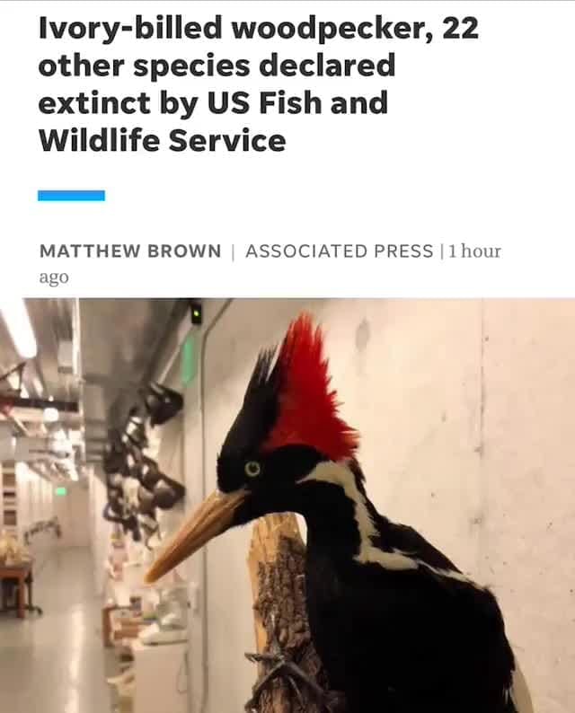 Ivory-billed woodpecker, 22 other species declared extinct by US Fish