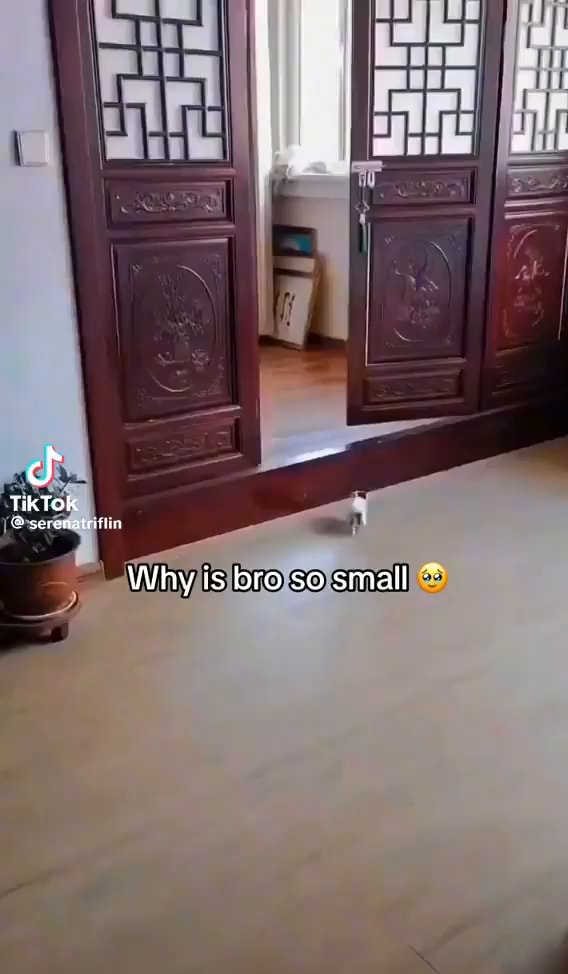 TikTOk serenatiifiin Why is bro so small - iFunny