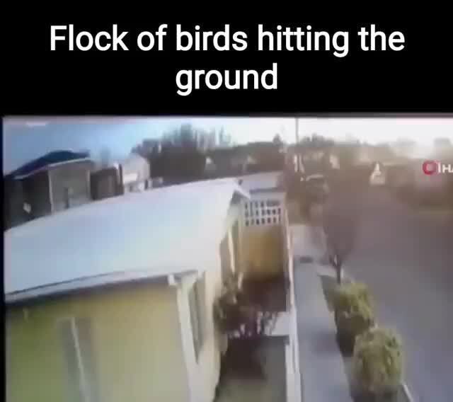Flock of birds hitting the ground iFunny