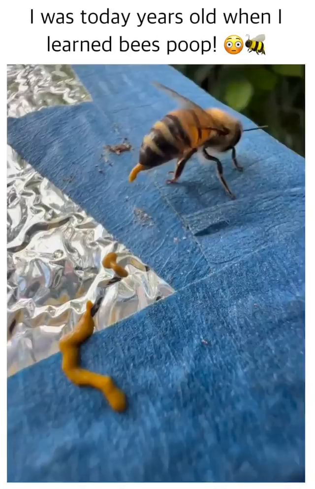 I was today years old when I learned bees poop! en - iFunny