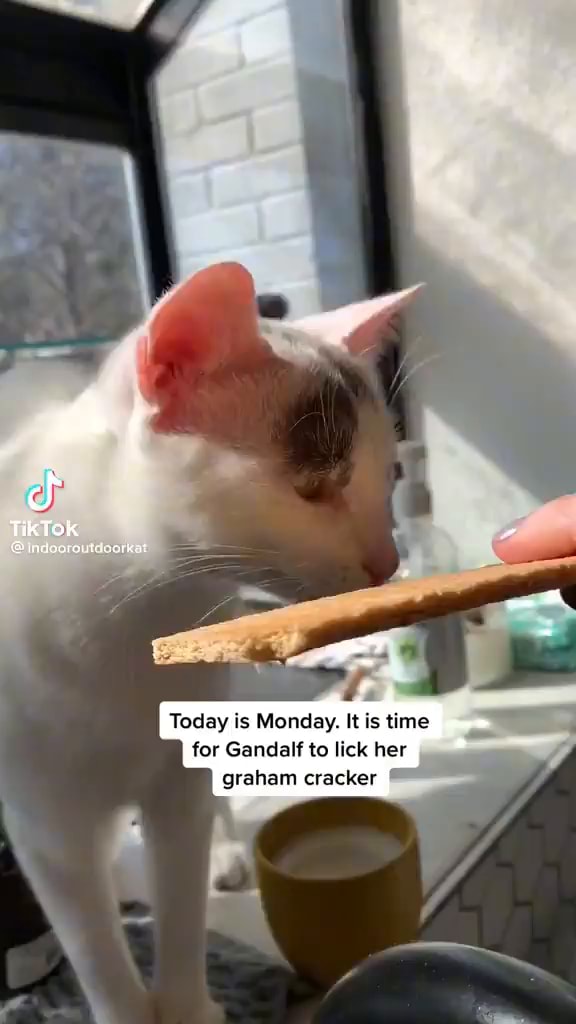 Cf TikTok Today is Monday, time for Gandalf to lick her grahan erackar ...