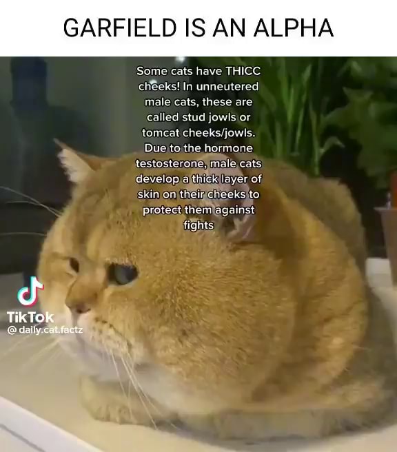 GARFIELD IS AN ALPHA Some cats have THICC cheeks! In unneutered male