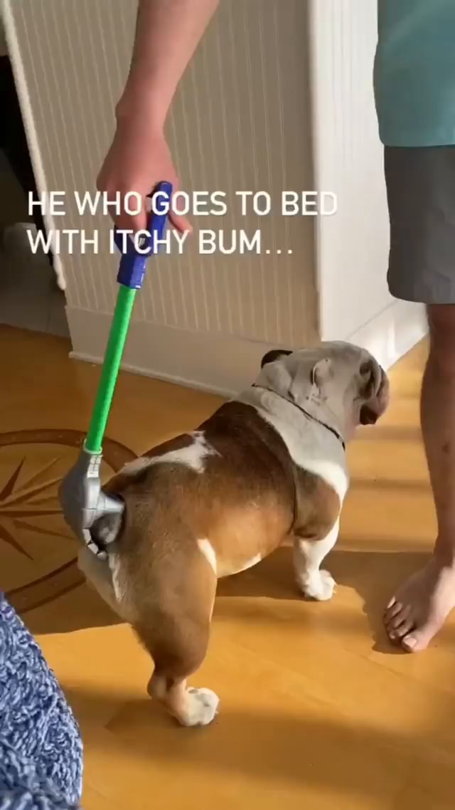 HE WHO GOES TO BED WITH ITCHY BUM seo.title