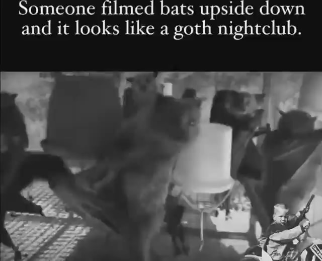 Someone filmed bats upside down and it looks like a goth