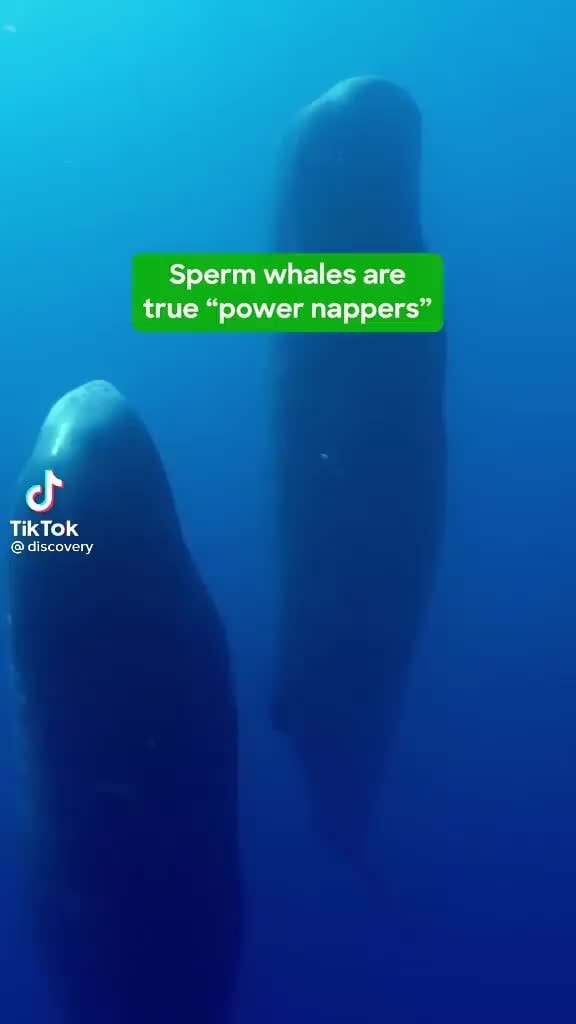 Sperm whales are true 