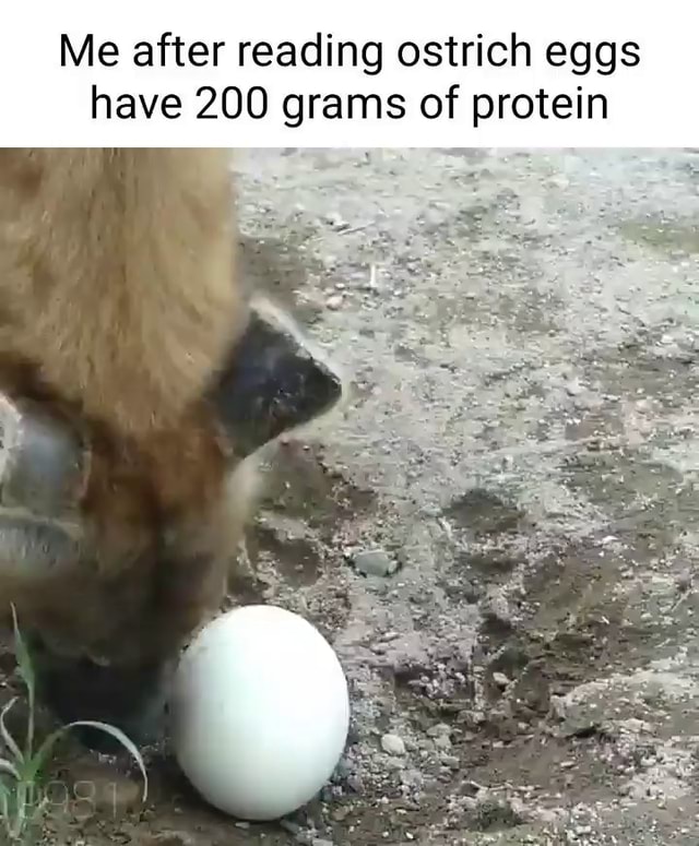 Me after reading ostrich eggs have 200 grams of protein iFunny