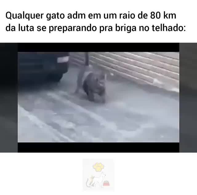 Qualquer Gato Adm Em Um Raio De Km Da Luta Se Preparando Pra Briga No Telhado Ifunny Brazil