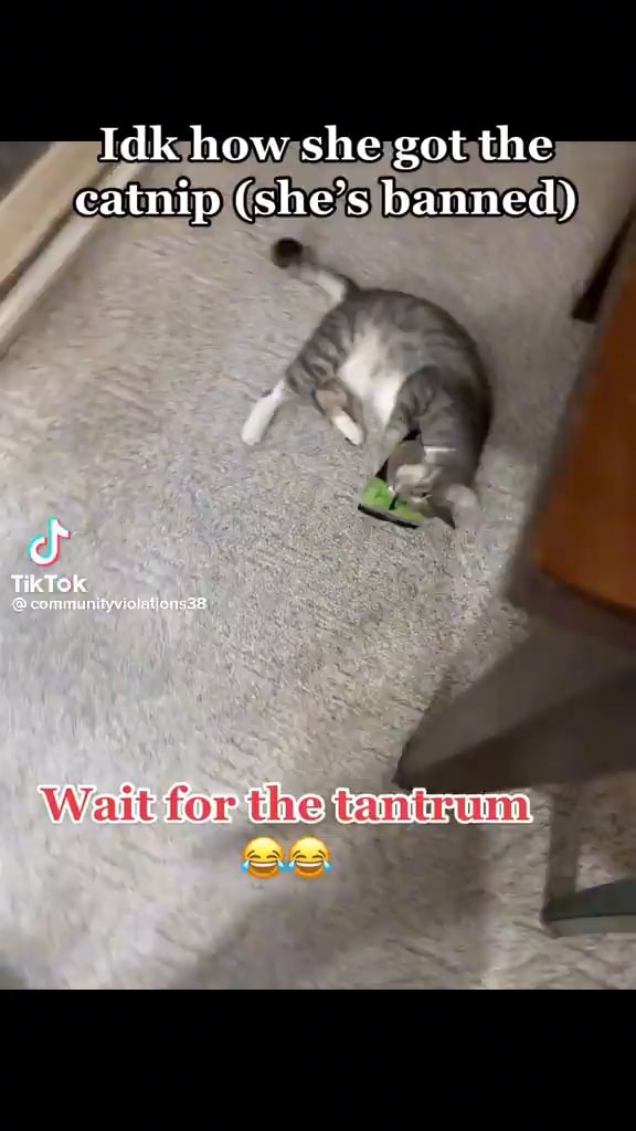 Idk how she got the catnip (she's banned) cf TikTOk HONS iFunny