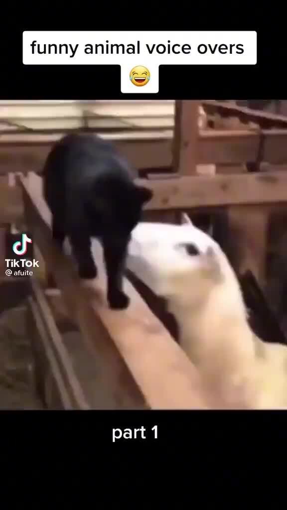 Funny animal voice overs TikTok @afuite part 1 - ) Funny animal voice overs TikTok @afuite part 1 - )