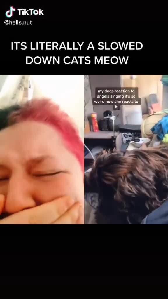 Cf Tiktok Hells Nut Its Literally A Slowed Down Cats Meow Singung Ifunny