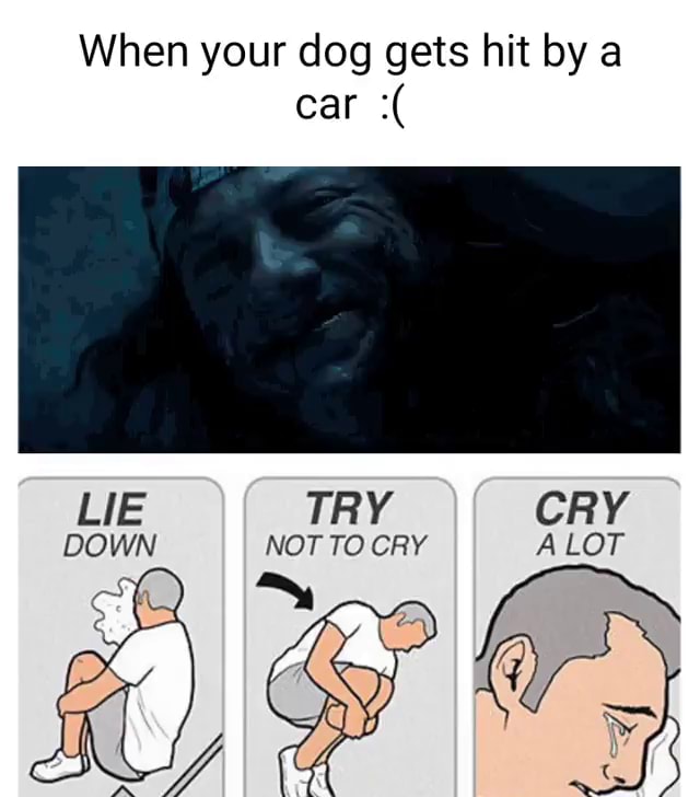 when-your-dog-gets-hit-by-a-car-lie-try-cry-down-not-to-cry-a-lot-ifunny