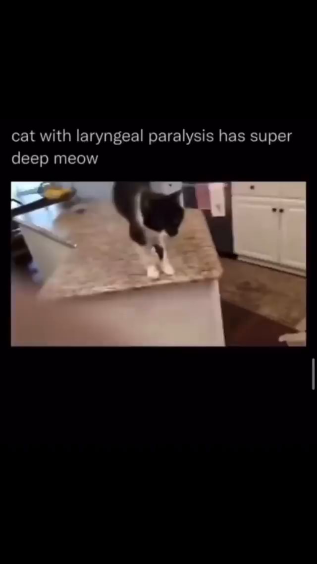 Cat with laryngeal paralysis has super deep meow iFunny