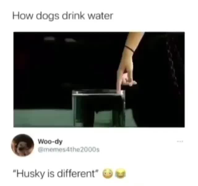 How dogs drink water "Husky is different' iFunny