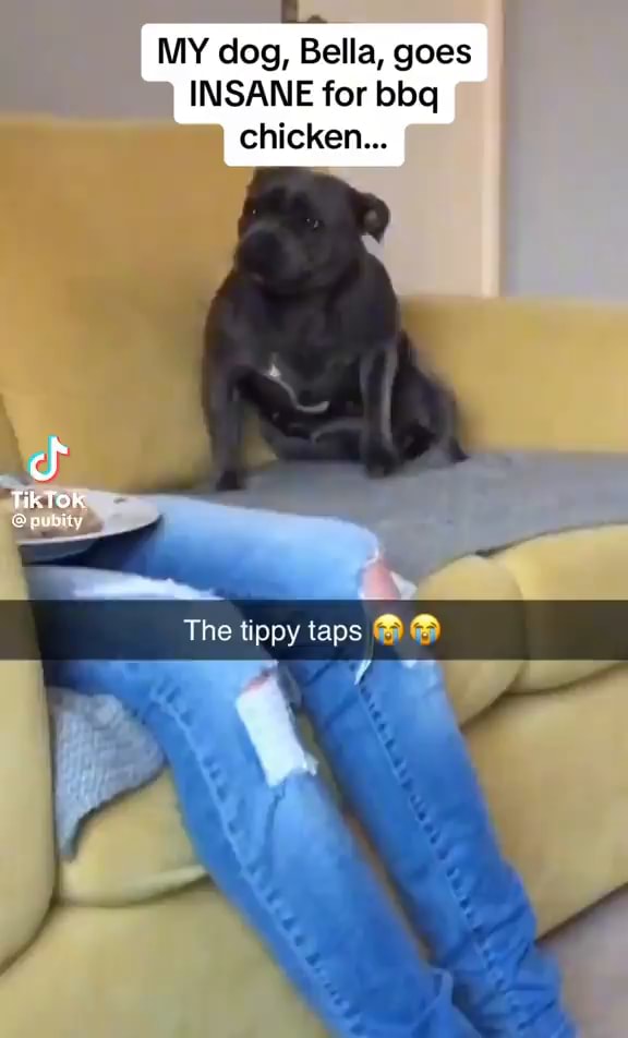 MY dog, Bella, goes INSANE for bbq chicken... Tik Tok The tippy taps