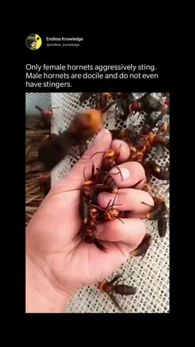 Only female aggressively sting. Male are docile and do