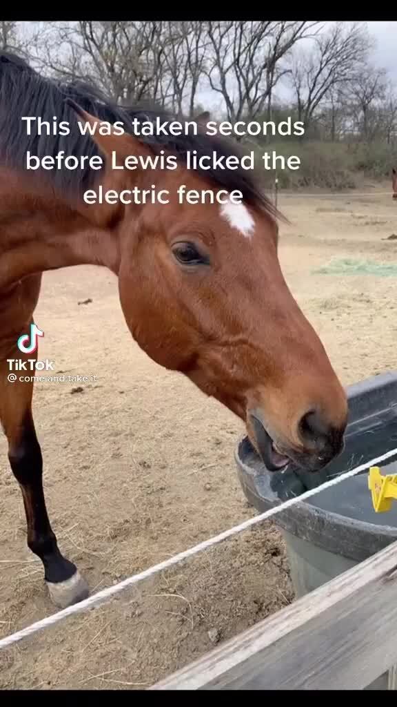This was taken seconds before Lewis licked the electric fence Tik Tok )