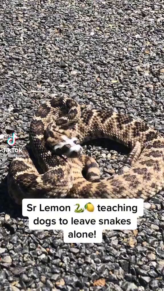 Dogs to leave snakes alone! iFunny