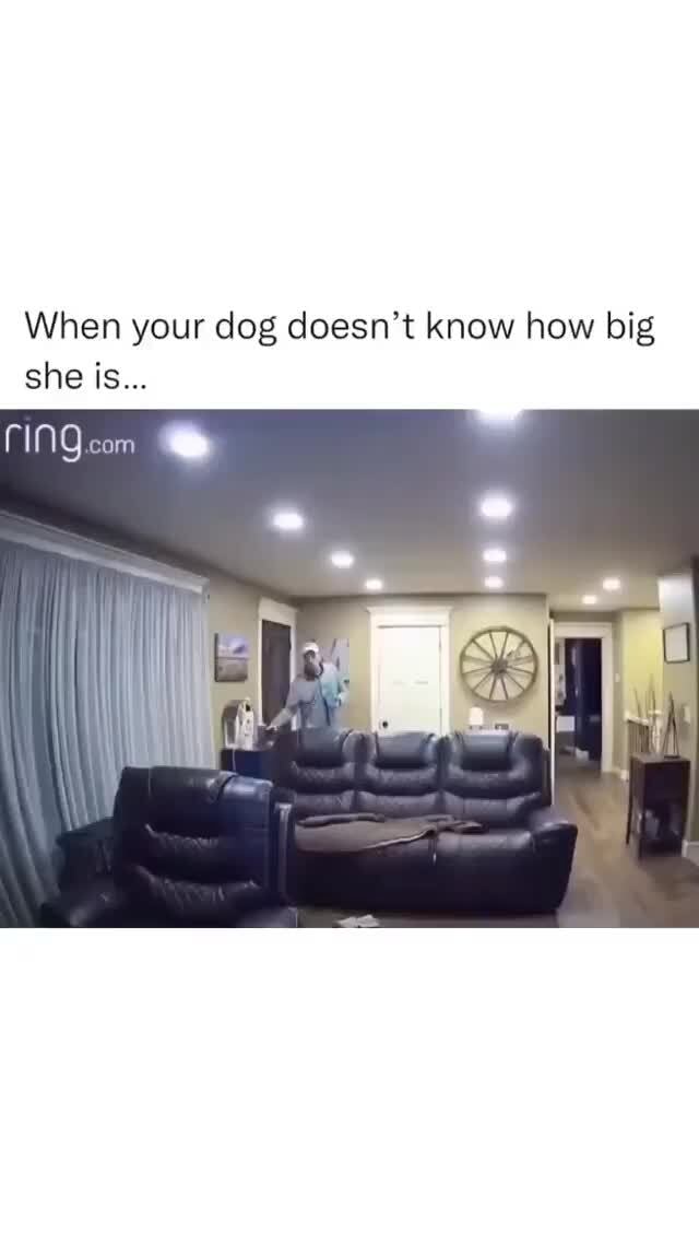 that-dog-doesn-t-want-to-move-at-all-youtube