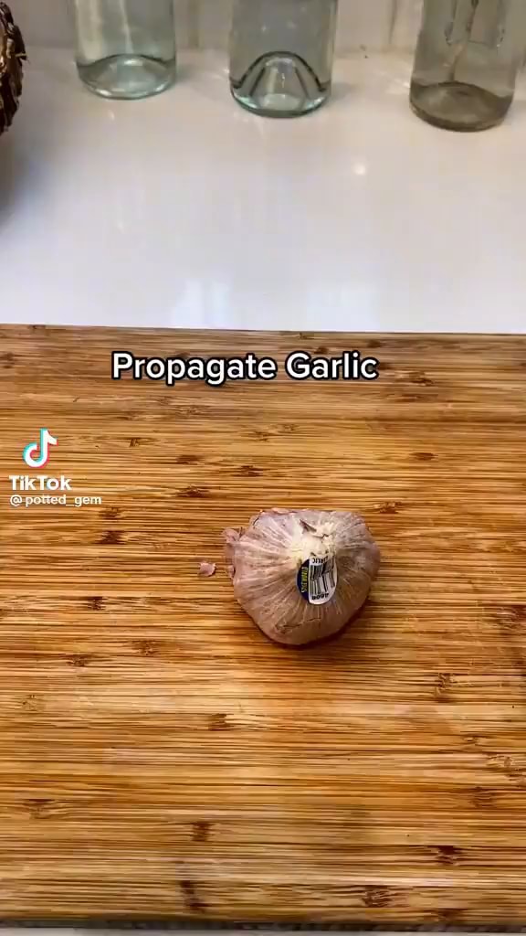 Propagate Garlic cf Tik Tok iFunny