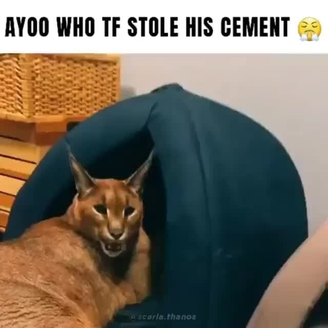 AYOO WHO TF STOLE HIS CEMENT - iFunny