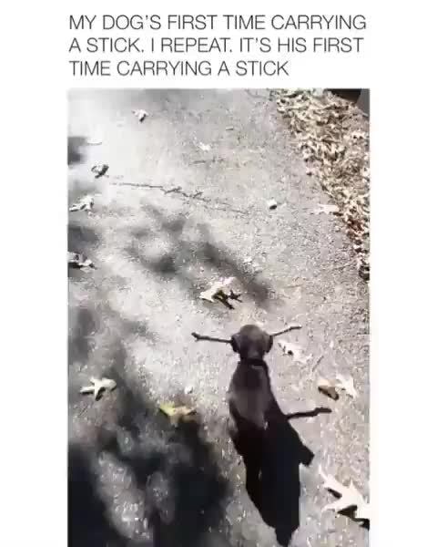 MY DOG'S FIRST TIME CARRYbNG A STICK, W REPEAT IT'S HIS FIRST T‘ME ...