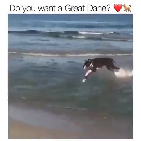 Do you want a Great Dane? Y dk - iFunny