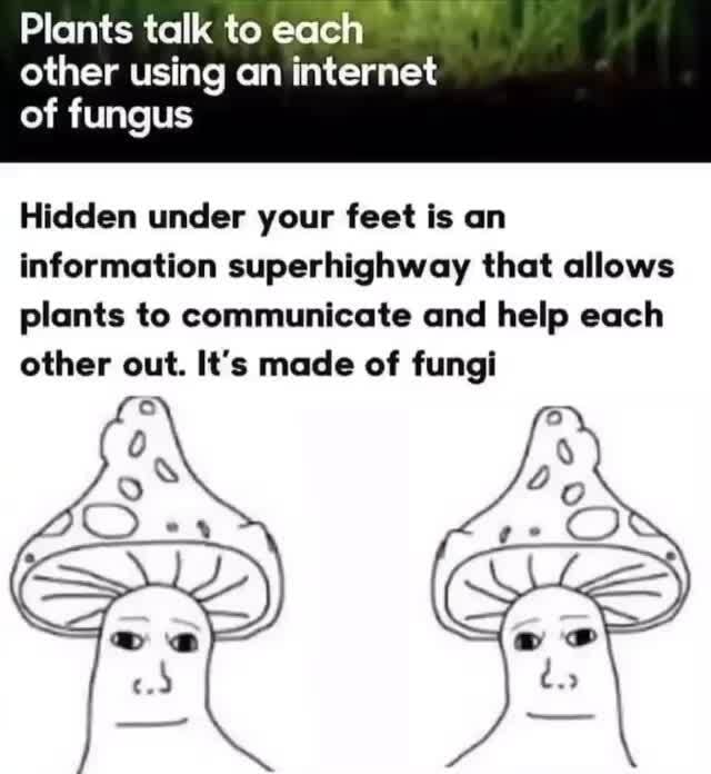 Plants talk to each other using an of fungus Hidden under your