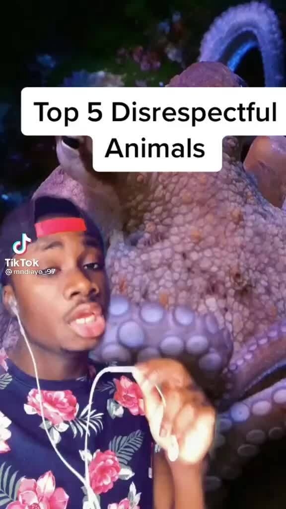Top 5 Most Disrespectful Animals Top 5 Disrespectful Animals iFunny