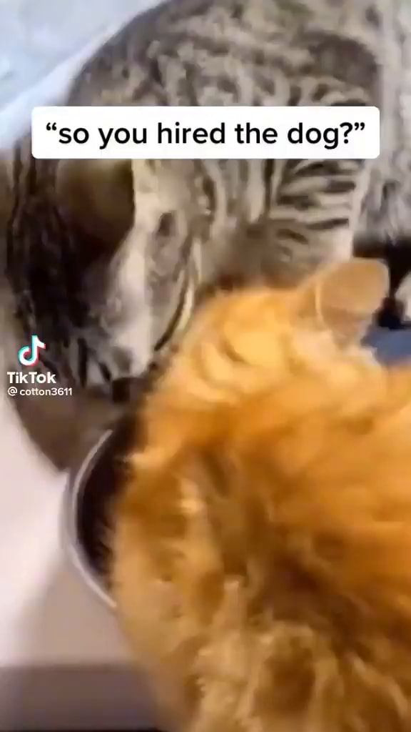 "so you hired the dog?" TikTok iFunny