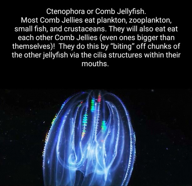 Ctenophora or Comb Jellyfish. Most Comb Jellies eat plankton