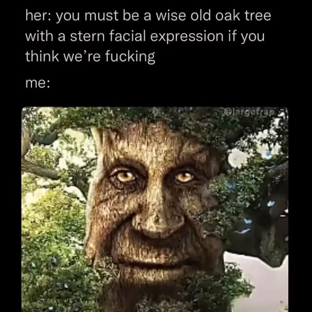 How to find the Wise Old Oak ⋆ chic everywhere