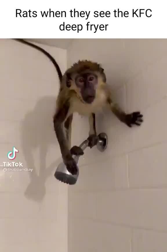 Rats when they see the KFC deep fryer Tik Tok iFunny