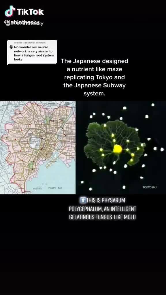 Fungal Intelligence TikTek The Japanese designed a nutrient like maze