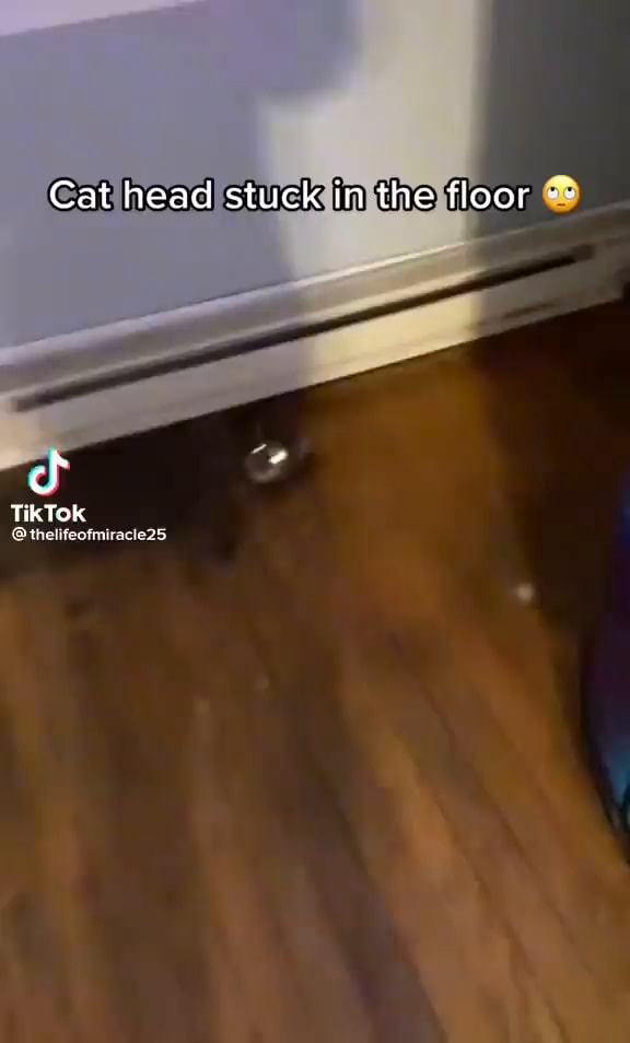 Cat head stuck in the floor Tik Tok iFunny