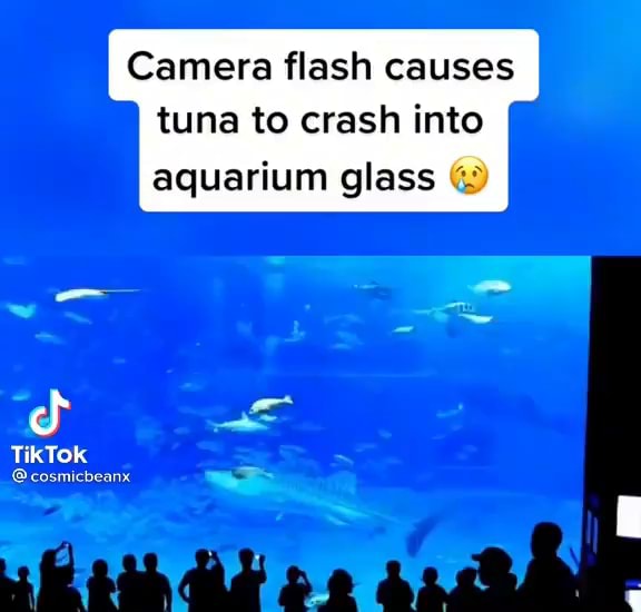 Camera flash causes tuna to crash into aquarium glass TikTok iFunny