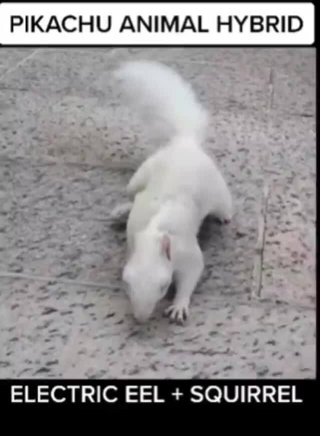 PIKACHU ANIMAL HYBRID ELECTRIC EEL + SQUIRREL iFunny