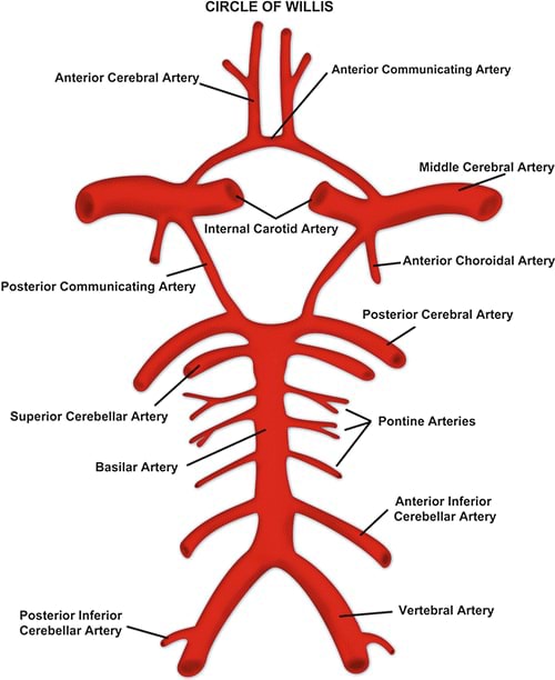 Blood vessels of the brain - CIRCLE OF WILLIS Anterior Corebral Artery ...