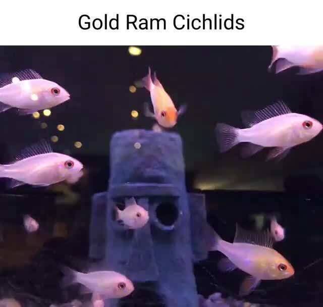 Gold Ram Cichlids iFunny