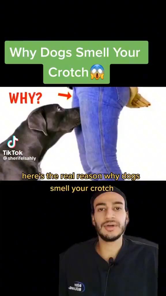 Why Dogs Smell Your I Crotch TikTok sherifelsahly the real redson why