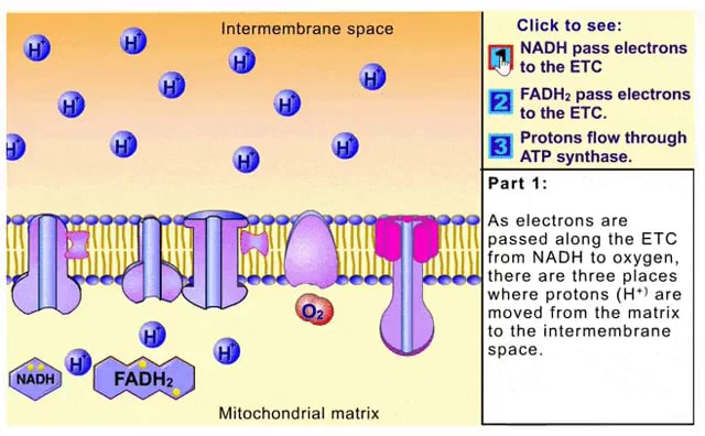 ETC | NADH pass electrons to the ETC - Click to see: NADH pass ...