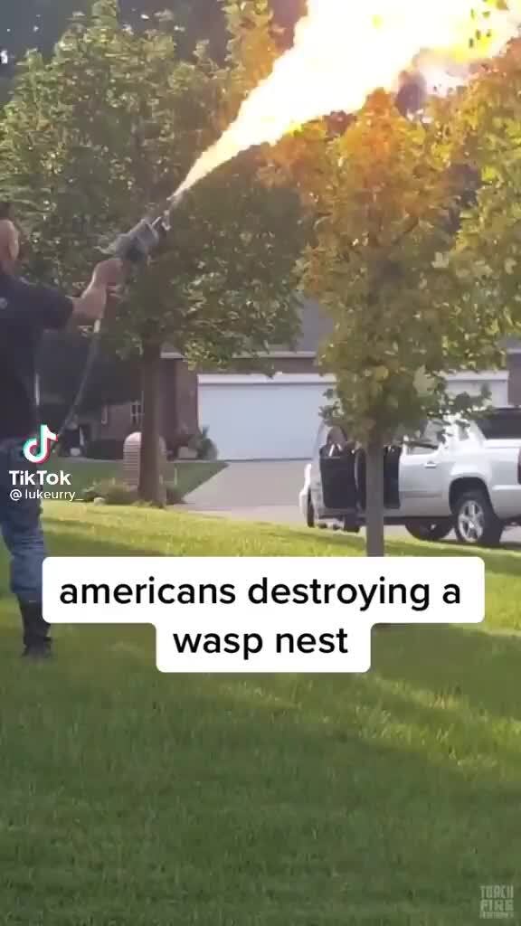 TikTok of americans destroying a wasp nest - iFunny