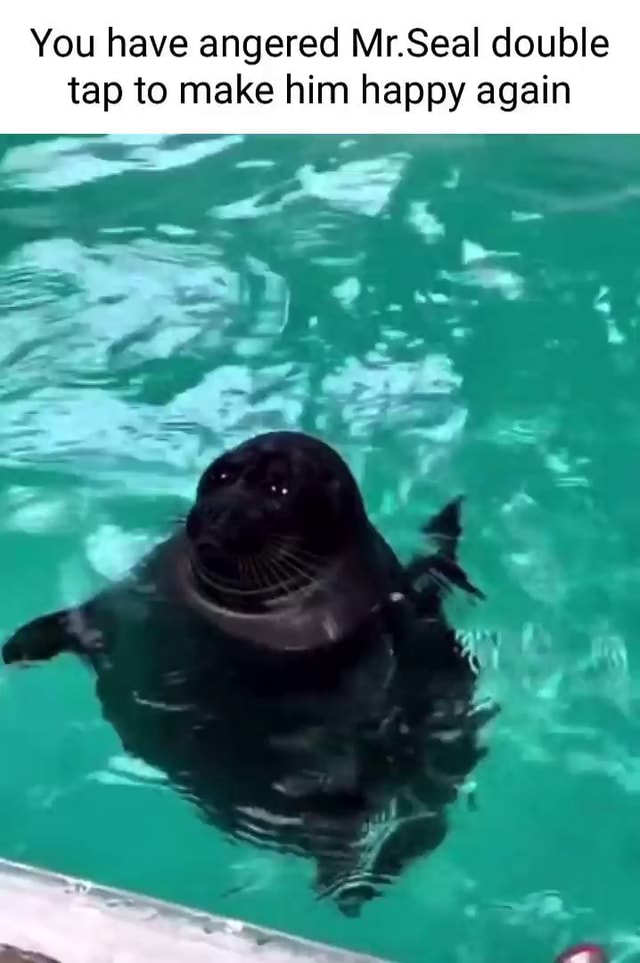 You have angered Mr.Seal double tap to make him happy again iFunny
