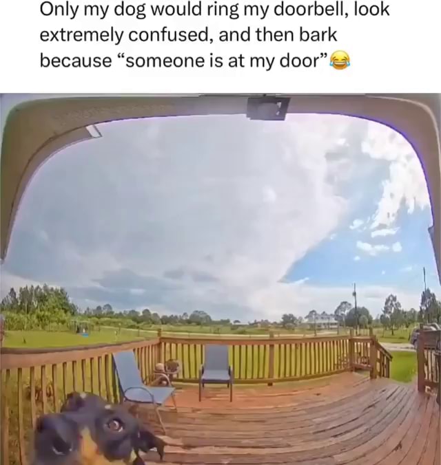 Only my dog would ring my doorbell, look extremely confused, and then