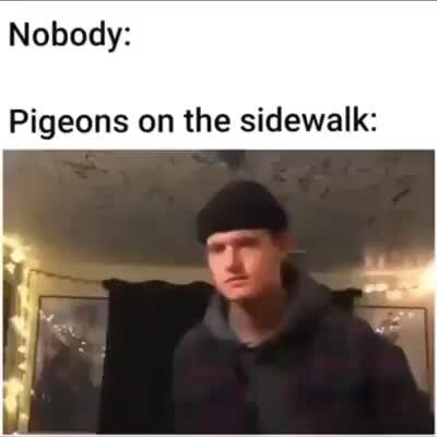 Nobody: Pigeons on the sidewalk: - iFunny