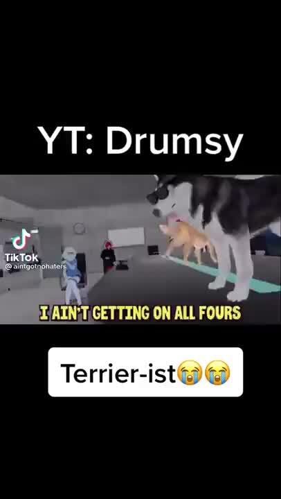 YT: Drumsy GETTING ON ALL FOURS Terrier-ist - iFunny