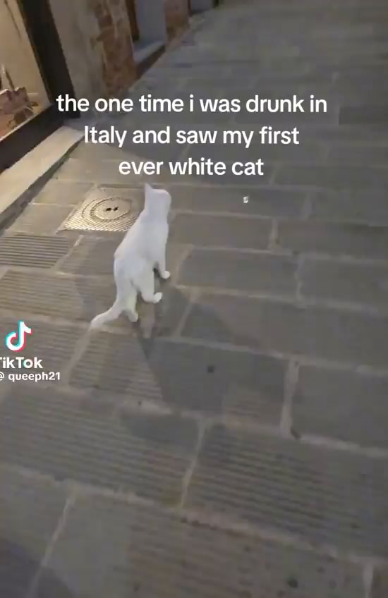 The one time i was drunk in Italy and saw my first ever white cat iKTOK ...