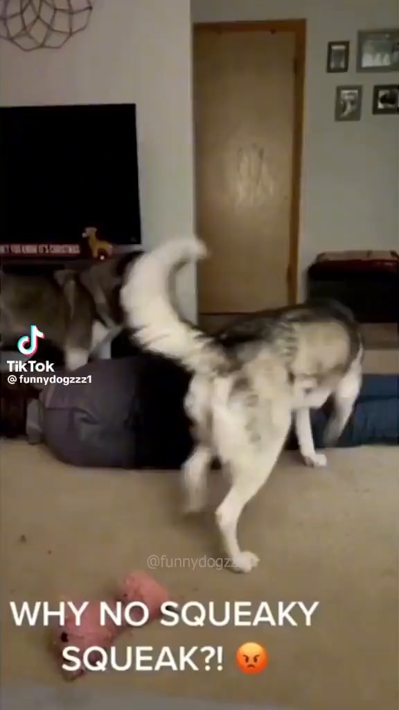 TikTok, WHY NO SQUEAKY SQUEAK?! iFunny