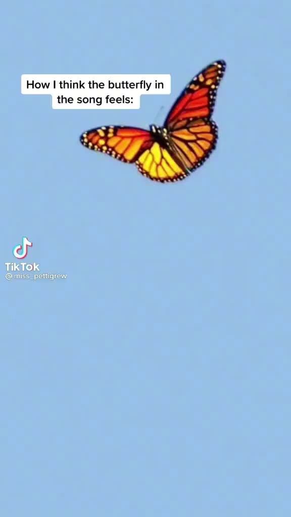 How think the butterfly in the song feels TikTok iFunny